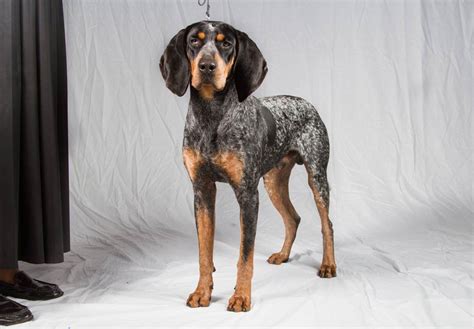 The Treeing Walker <b>Coonhound</b> can stand between just 20 and 27 inches at the shoulder, with only about a two-inch height difference between males and females. . Coon dog for sale near me